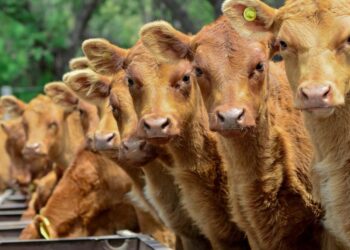 Forrajes de baja calidad: la suplementación estratégica como herramienta para sostener la cría en el norte argentino