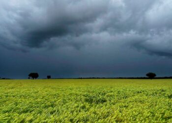 “Hay que aprovechar las ventanas del clima”: los desafíos de la campaña agrícola entre la humedad y los costos