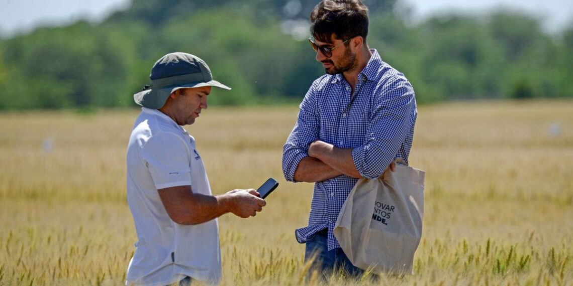 El trigo desafió sus límites en Rosario: innovación genética y manejo de precisión para conquistar nuevos techos productivos