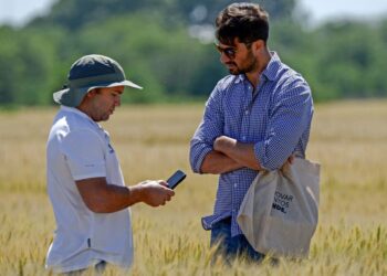 El trigo desafió sus límites en Rosario: innovación genética y manejo de precisión para conquistar nuevos techos productivos