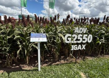 Sorgo: la alternativa estratégica para aprovechar el potencial de esta campaña