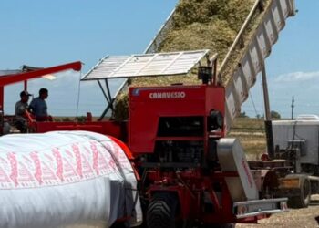 El silaje de maíz: una reserva estratégica para la ganadería moderna