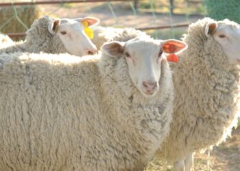 Las exportaciones de carne ovina crecieron 34% en el primer semestre