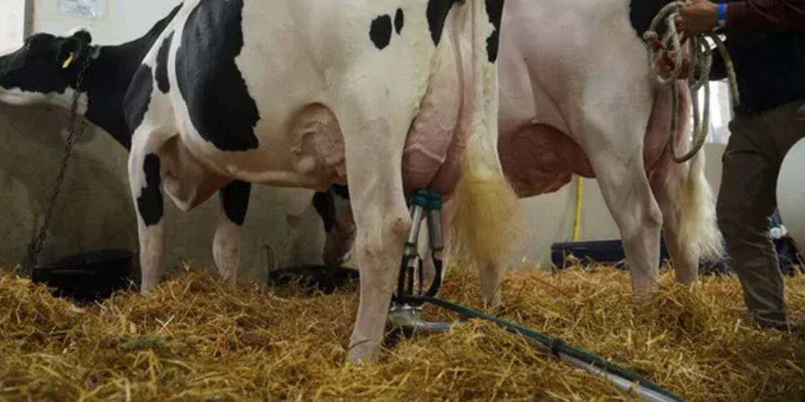 La vaca que produjo casi 160 litros de leche en 4 ordeños se consagró campeona en Rafaela