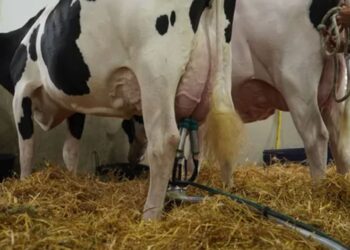 La vaca que produjo casi 160 litros de leche en 4 ordeños se consagró campeona en Rafaela