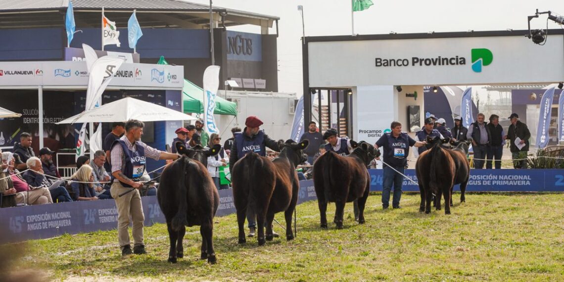 Cuenta regresiva para la Semana Angus de Primavera: lo mejor de la ganadería nacional estará en Cañuelas
