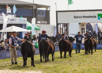 Cuenta regresiva para la Semana Angus de Primavera: lo mejor de la ganadería nacional estará en Cañuelas