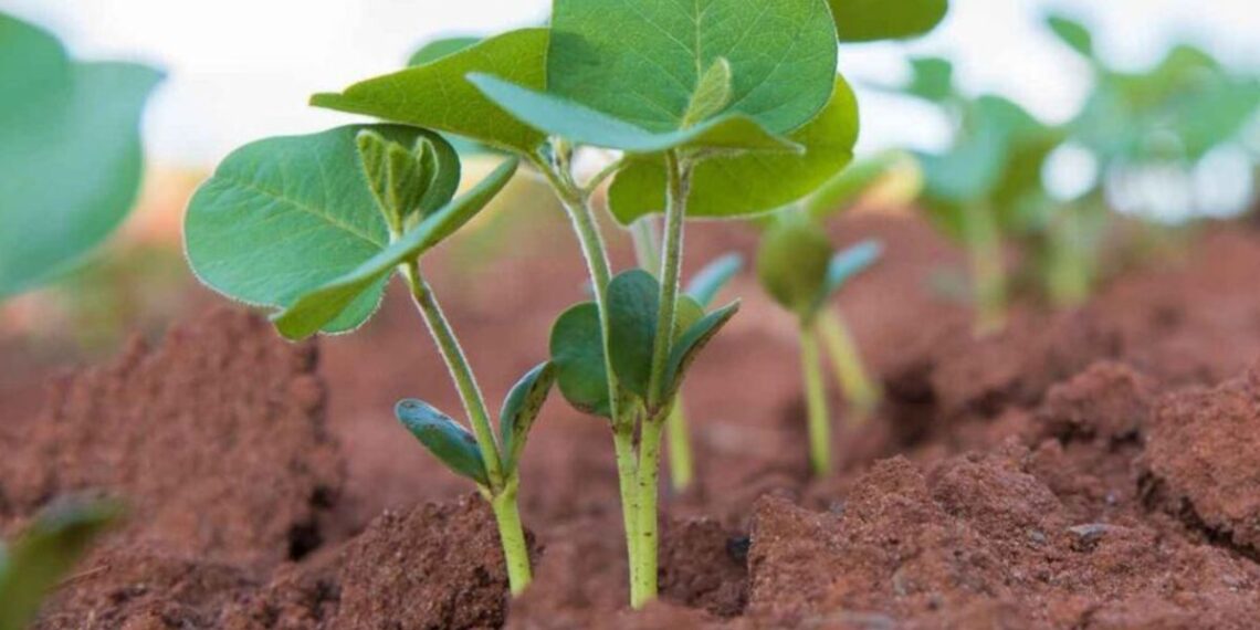 Fertilizantes biológicos: Más raíces y menor uso de fósforo químico