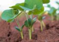 Fertilizantes biológicos: Más raíces y menor uso de fósforo químico