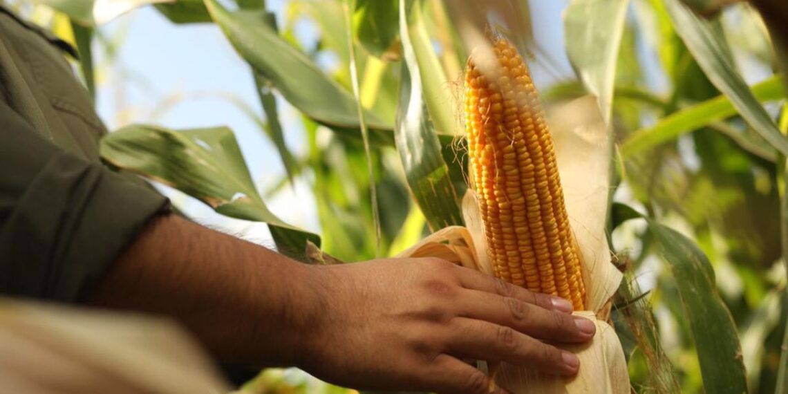Congreso Internacional de Maíz 2026: baja de la “chicharrita” y perfiles húmedos