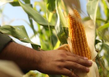 Congreso Internacional de Maíz 2026: baja de la “chicharrita” y perfiles húmedos