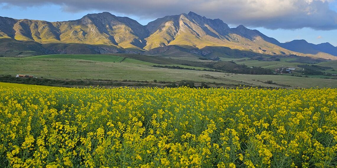 ADVANTA impulsa el futuro de la canola junto a toda la cadena