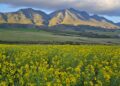 ADVANTA impulsa el futuro de la canola junto a toda la cadena