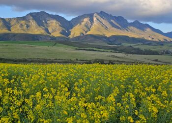 ADVANTA impulsa el futuro de la canola junto a toda la cadena