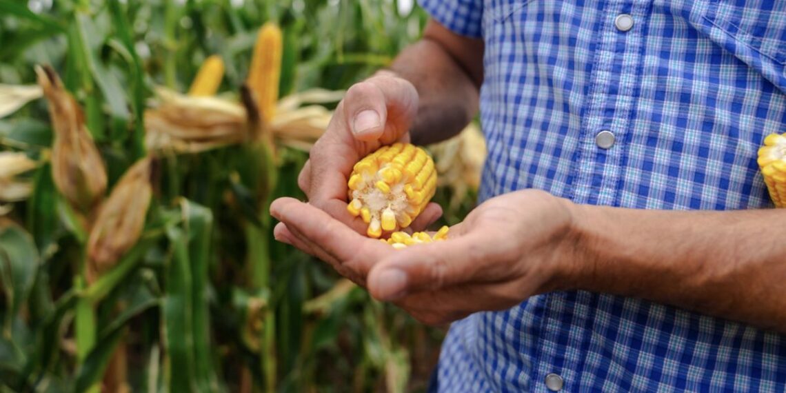 Nueva genética tropical para el norte: Sanidad y precocidad para elevar los pisos de rendimiento