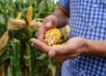 Nueva genética tropical para el norte: Sanidad y precocidad para elevar los pisos de rendimiento