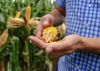 Nueva genética tropical para el norte: Sanidad y precocidad para elevar los pisos de rendimiento