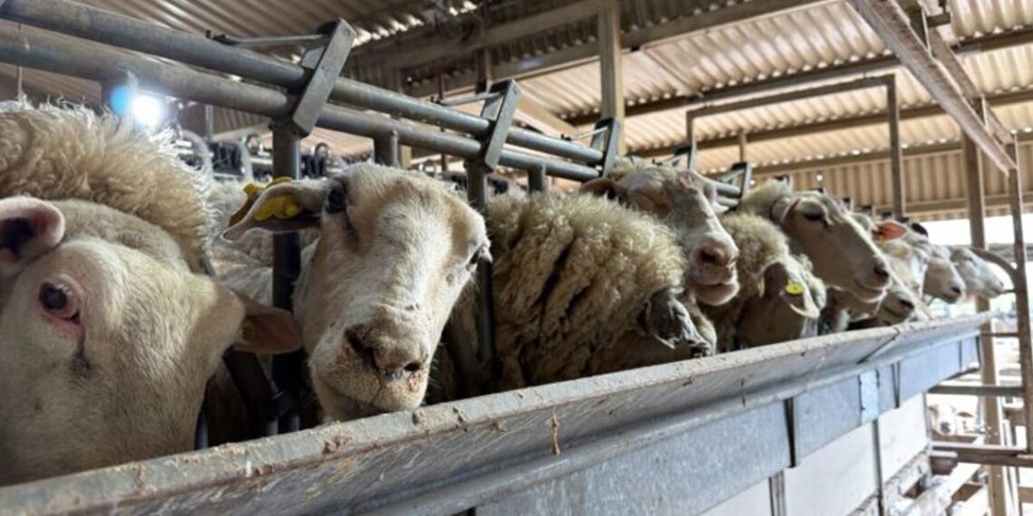 El boom de la leche ovina: Valor agregado y producción boutique en el corazón de la zona núcleo