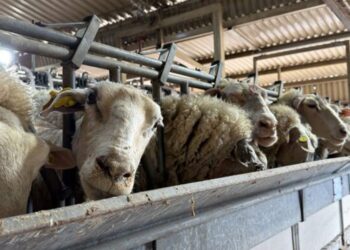 El boom de la leche ovina: Valor agregado y producción boutique en el corazón de la zona núcleo